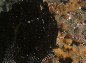 Bali 2016 - Painted frogfish - Antenaire peint - Antennarius pictus - IMG_6145_rc